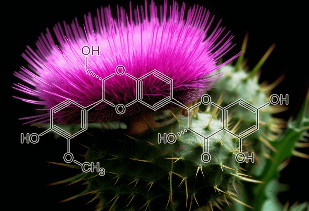 Silymarin (Silybum marianum) – A high-resolution photo of Silymarin from Milk Thistle, a core ingredient in Interstellar Blends for liver detoxification.