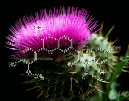Silymarin (Silybum marianum) – A high-resolution photo of Silymarin from Milk Thistle, a core ingredient in Interstellar Blends for liver detoxification.