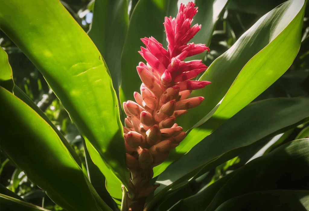 Zingiber officinale – A high-resolution image of Zingiber officinale (Ginger root), a core ingredient in Interstellar Blends for digestive and immune support.