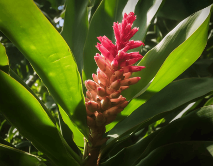 Zingiber officinale – A high-resolution image of Zingiber officinale (Ginger root), a core ingredient in Interstellar Blends for digestive and immune support.