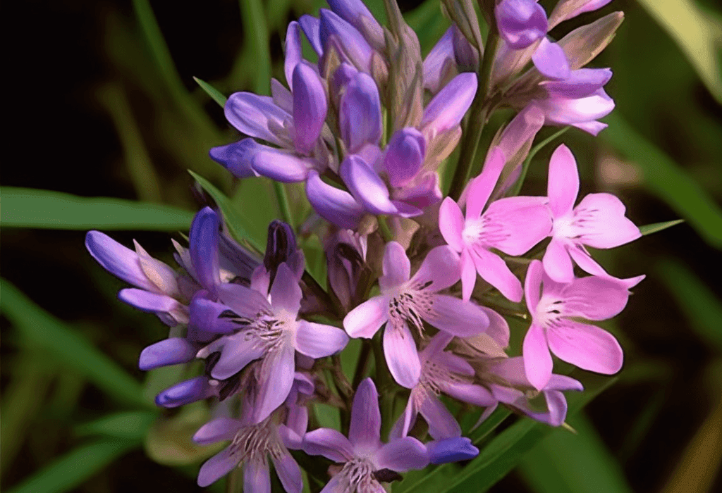 Polygala Tenuifolia - Interstellar Blends