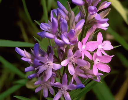 Polygala Tenuifolia - Interstellar Blends