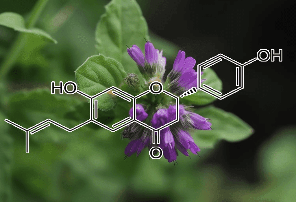 Bavachin Psoralea Corylifolia - Interstellar Blends