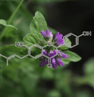 Bavachin Psoralea Corylifolia - Interstellar Blends