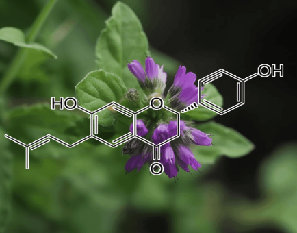 Bavachin Psoralea Corylifolia - Interstellar Blends