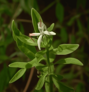 ANDROGRAPHIS PANICULATA - Interstellar Blends
