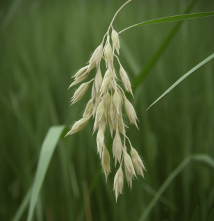 Avena sativa – Brain-boosting ingredient in Interstellar Blends, supporting mood balance, memory, and focus.