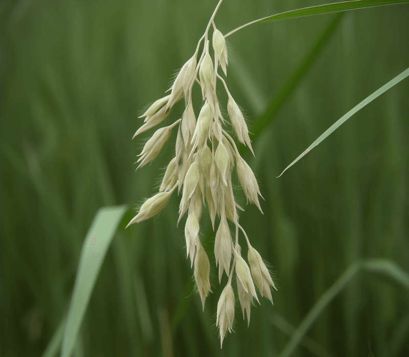 Avena sativa – Brain-boosting ingredient in Interstellar Blends, supporting mood balance, memory, and focus.