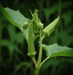 Abelmoschus esculentus - Interstellar Blends