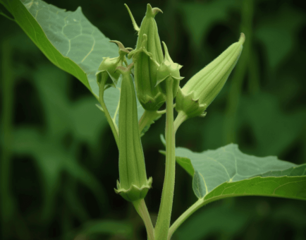 Abelmoschus esculentus - Interstellar Blends