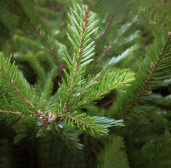 Abies nephrolepis - Interstellar Blends