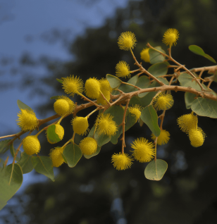 Acacia tortilis polysaccharide - Interstellar Blends