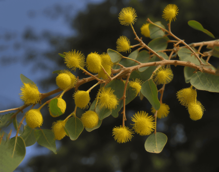 Acacia tortilis polysaccharide - Interstellar Blends