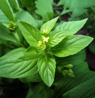 Acalypha Indica - Interstellar Blends