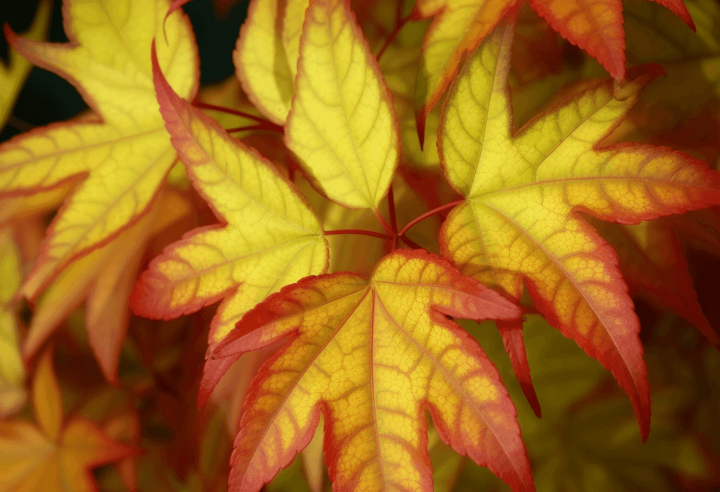 Acer Truncatum - Interstellar Blends