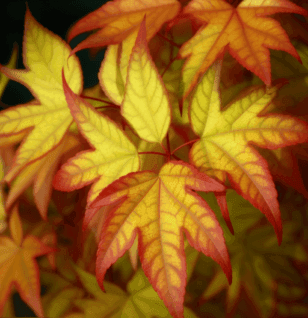 Acer Truncatum - Interstellar Blends