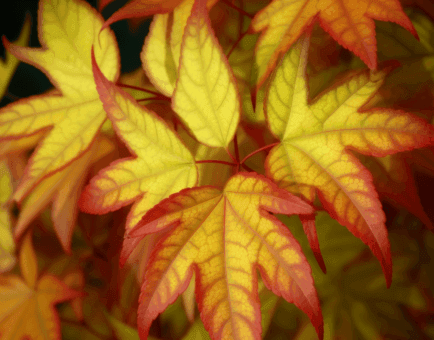Acer Truncatum - Interstellar Blends