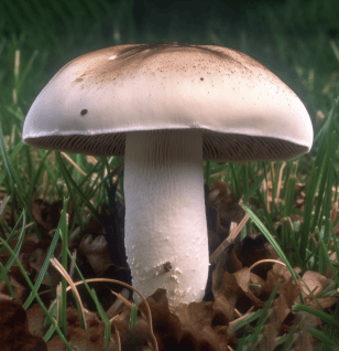 Agaricus bisporus - Interstellar Blends