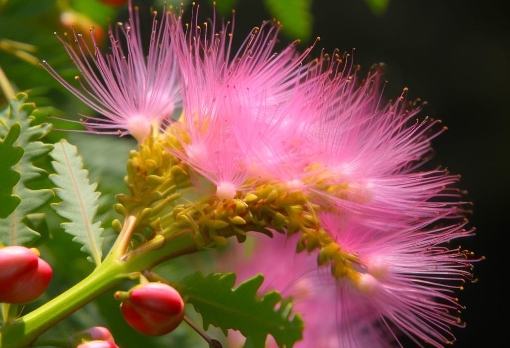 Albizia julibrissin Bark (Silk Tree, Mimosa Bark) – Mood-enhancing and adaptogenic herb in Interstellar Blends, supporting stress relief, emotional balance, and cognitive function.