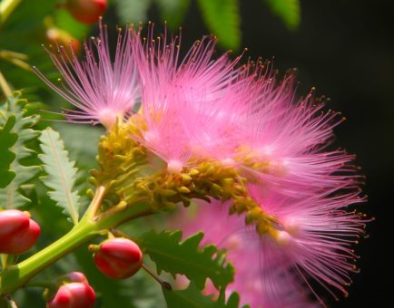 Albizia julibrissin Bark (Silk Tree, Mimosa Bark) – Mood-enhancing and adaptogenic herb in Interstellar Blends, supporting stress relief, emotional balance, and cognitive function.