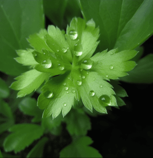 Alchemilla Vulgaris - Interstellar Blends