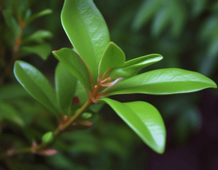 Allanblackia Gabonensis - Interstellar Blends