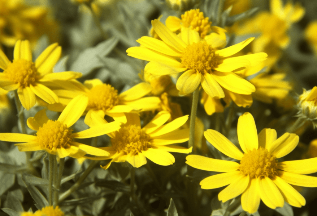 Allium Eriophyllum Leaves - Interstellar Blends