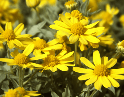 Allium Eriophyllum Leaves - Interstellar Blends