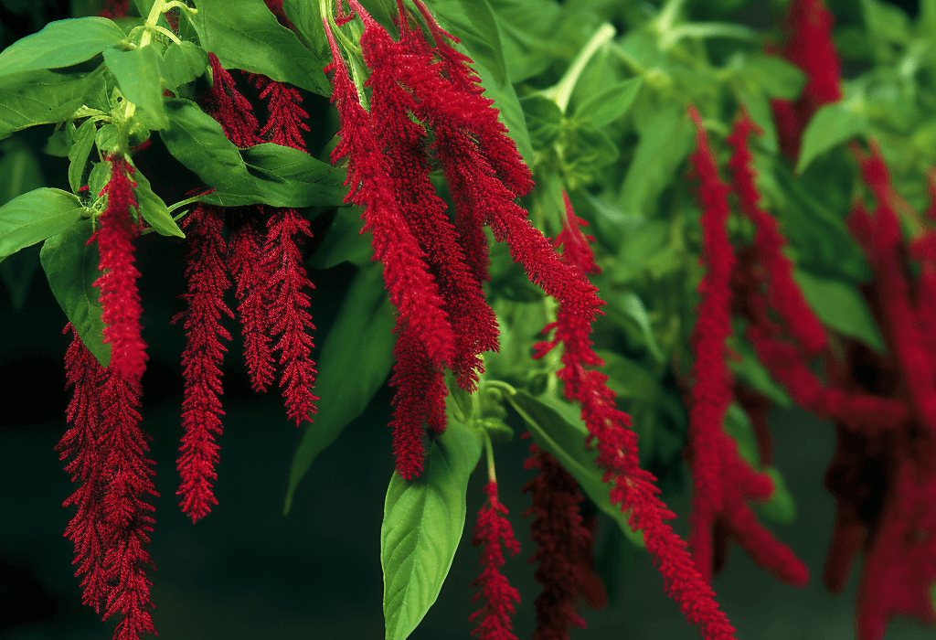 Amaranthus Cruentus - Interstellar Blends