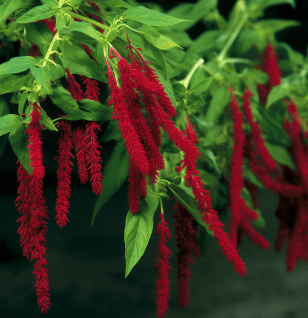 Amaranthus Cruentus - Interstellar Blends