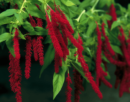 Amaranthus Cruentus - Interstellar Blends