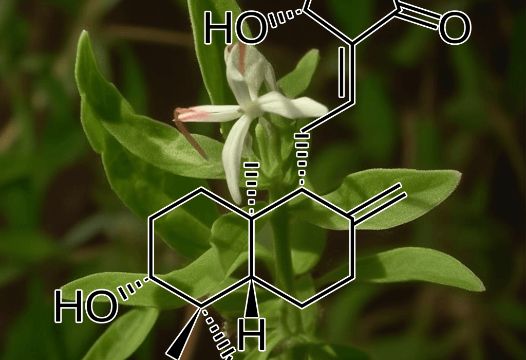 A focused capture of Andrographolide, an active compound in Interstellar Blends, recognized for its immune-boosting and anti-inflammatory effects.