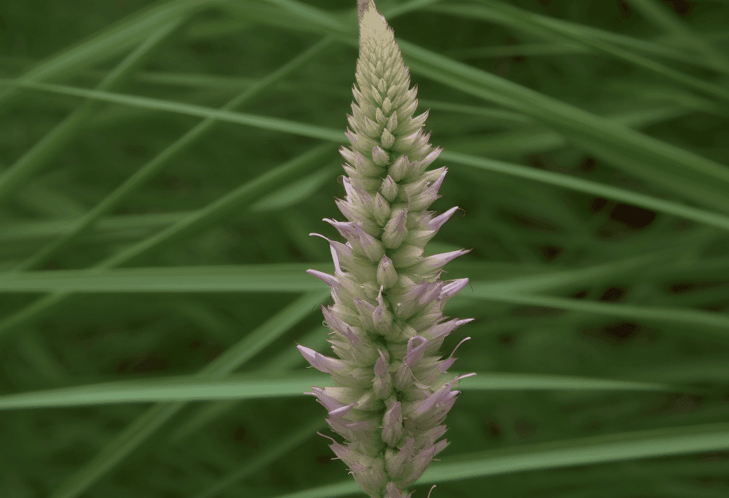 Anemarrhena asphodeloides - Interstellar Blends