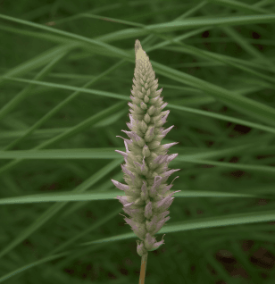 Anemarrhena asphodeloides - Interstellar Blends