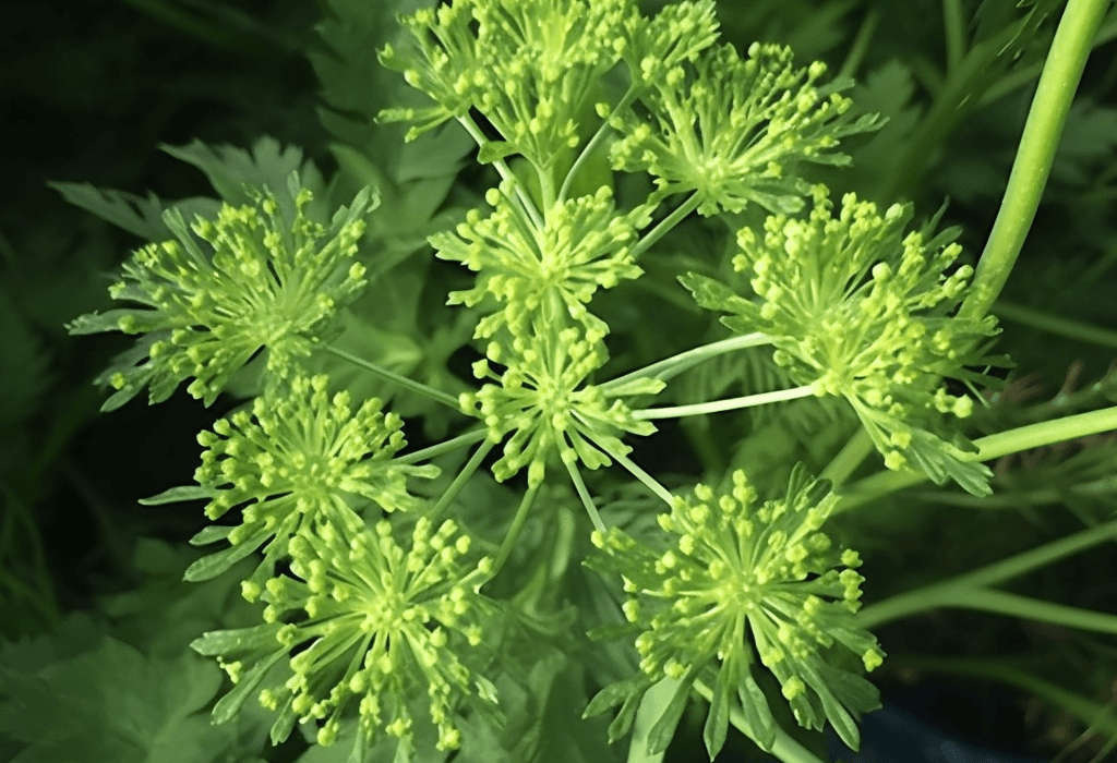 Angelica Keiskei - Interstellar Blends