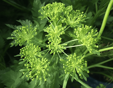 Angelica Keiskei - Interstellar Blends