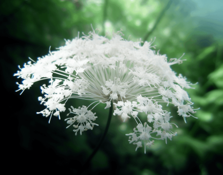A detailed image of Angelica sinensis (Dong Quai), a staple in Interstellar Blends for hormonal balance and circulation.