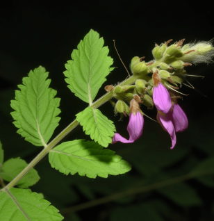 Anisomeles indica - Interstellar Blends