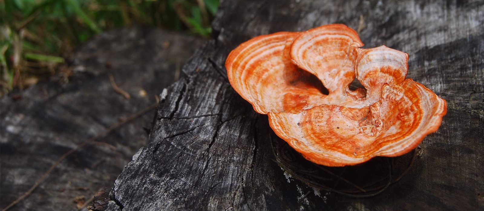 Antrodia Camphorata - Interstellar Blends