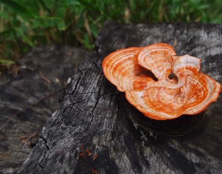 Antrodia Camphorata - Interstellar Blends