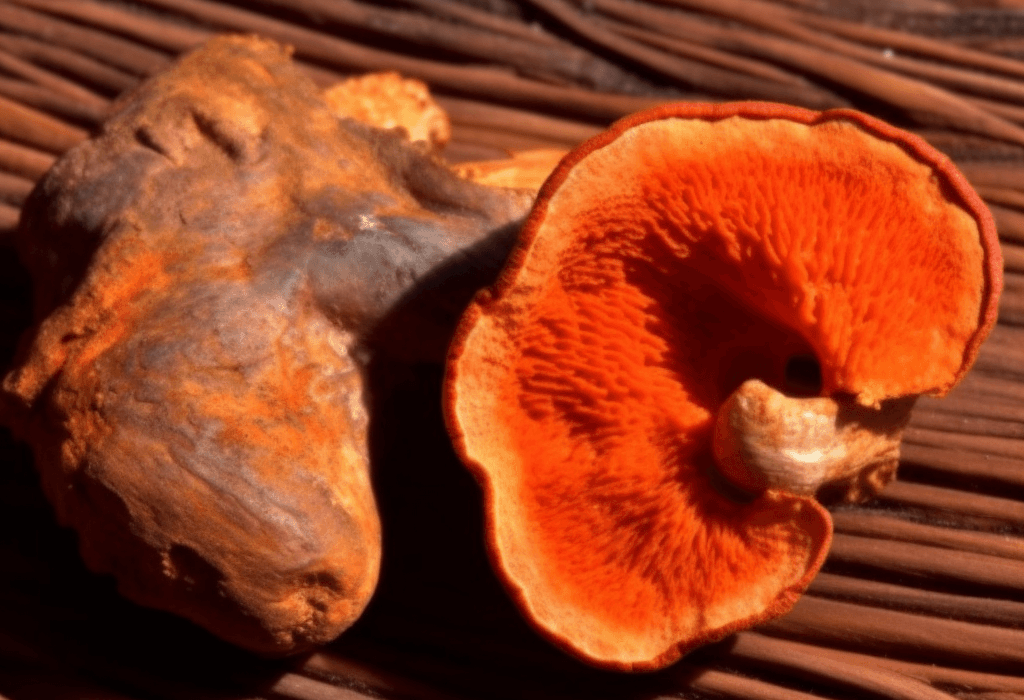 A unique capture of Antrodia cinnamomea, a powerful medicinal fungus in Interstellar Blends used for liver protection.