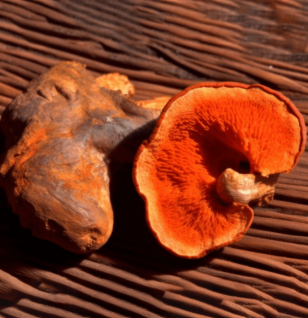 A unique capture of Antrodia cinnamomea, a powerful medicinal fungus in Interstellar Blends used for liver protection.
