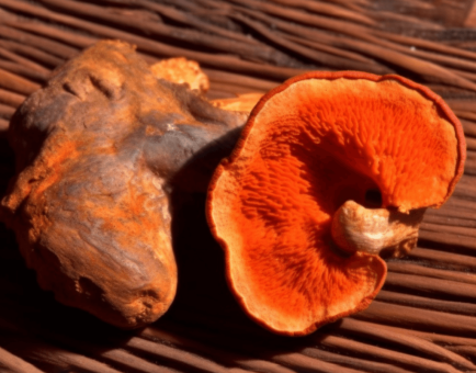 A unique capture of Antrodia cinnamomea, a powerful medicinal fungus in Interstellar Blends used for liver protection.