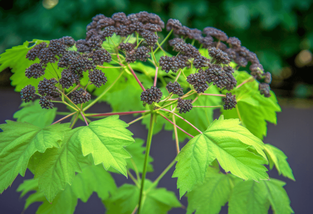 Aralia continentalis - Interstellar Blends