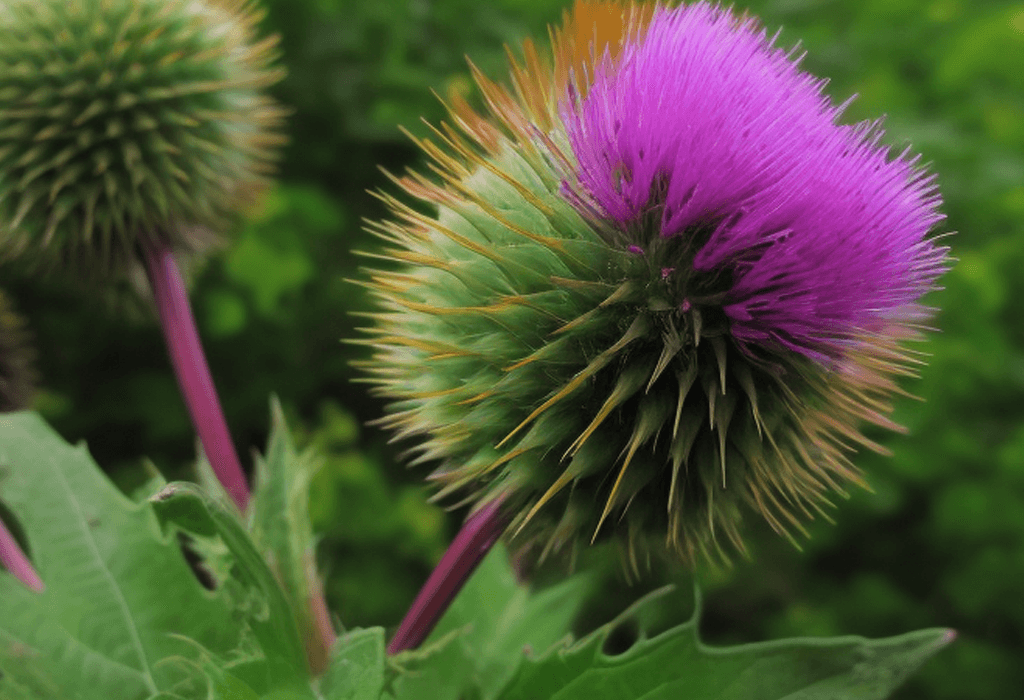Arctium lappa – Burdock seed extract in Interstellar Blends, supporting detoxification, skin health, and digestion.