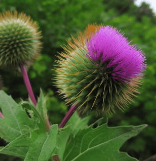 Arctium lappa – Burdock seed extract in Interstellar Blends, supporting detoxification, skin health, and digestion.