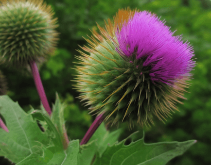 Arctium lappa – Burdock seed extract in Interstellar Blends, supporting detoxification, skin health, and digestion.