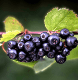 Aronia mitchurinii – A high-quality capture of Aronia mitchurinii (Black Chokeberry), a superfruit in Interstellar Blends rich in antioxidants.