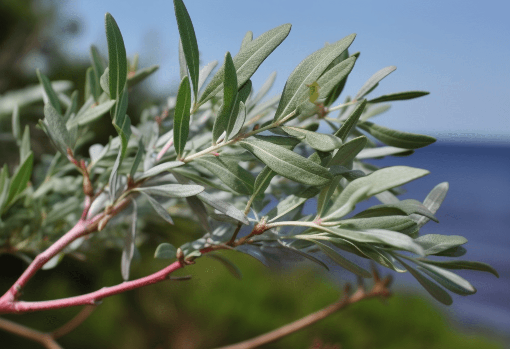 Artemisia Campestris - Interstellar Blends