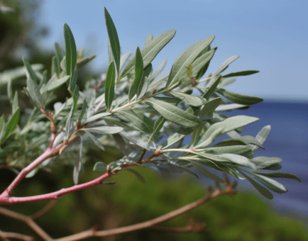 Artemisia Campestris - Interstellar Blends